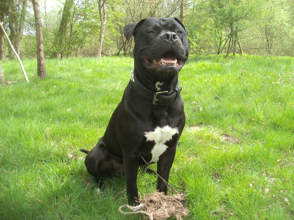 Бандог собака. описание, особенности, уход и цена бандога | животный мир