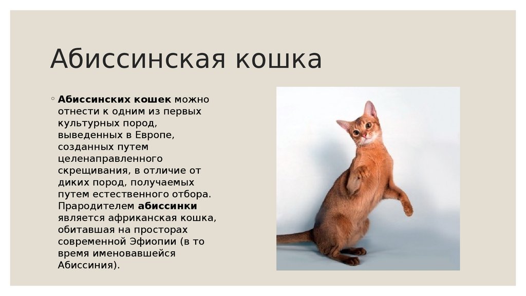Абиссинская кошка | котопедия | fandom