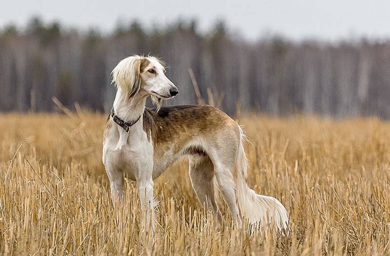 Борзые собаки: топ – 20 пород с фото, названиями, описанием