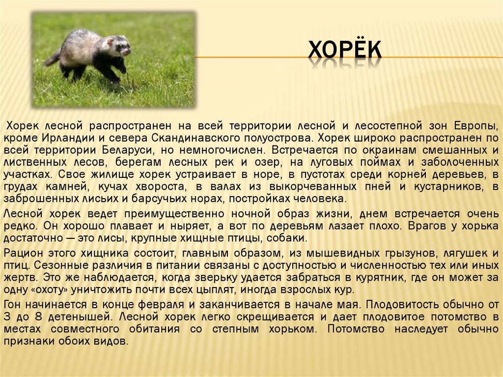 Степной (светлый) хорек: фото, видео, среда обитания, повадки, размножение, почему занесен в красную книгу