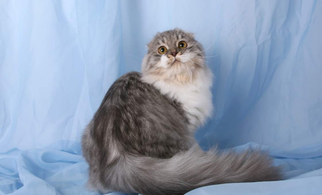 Длинношерстные кошки и их особенности: породы, происхождение и рекомендации по содержанию