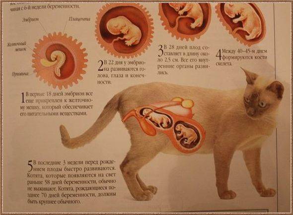 Как понять, что кошка совсем скоро родит или уже рожает: признаки начала и процесс родов