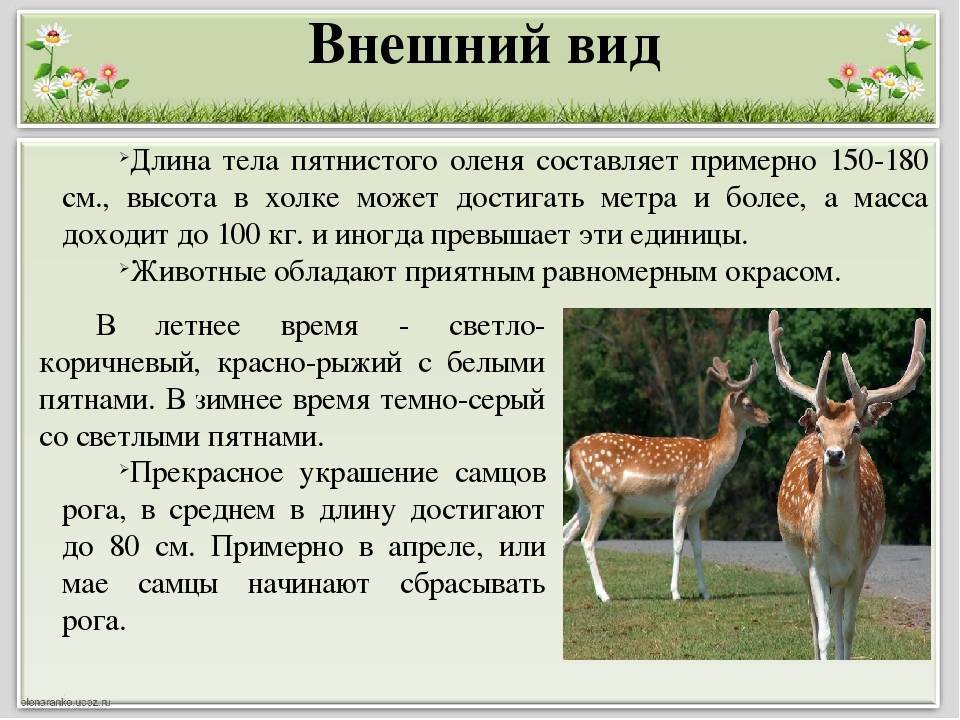 Дикие кошки на грани исчезновения
