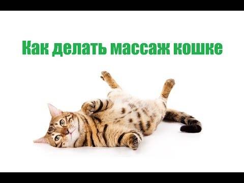 Как делать кошке массаж от запора: назначение, техника проведения | ваши питомцы