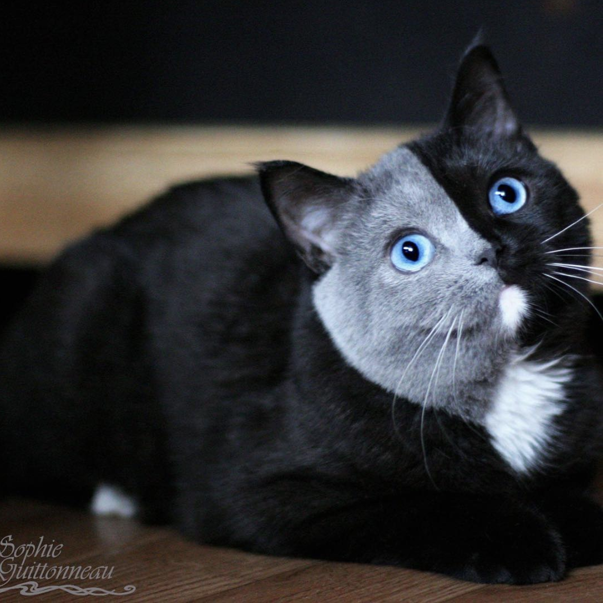 Шотландская, персидская и другие варианты пород белых кошек с голубыми глазами