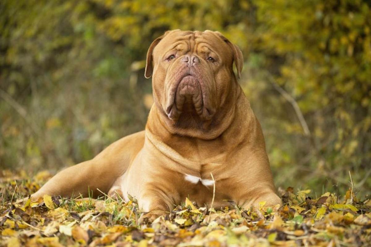 Бордосский дог - фото собаки, описание породы, характер, цена щенка