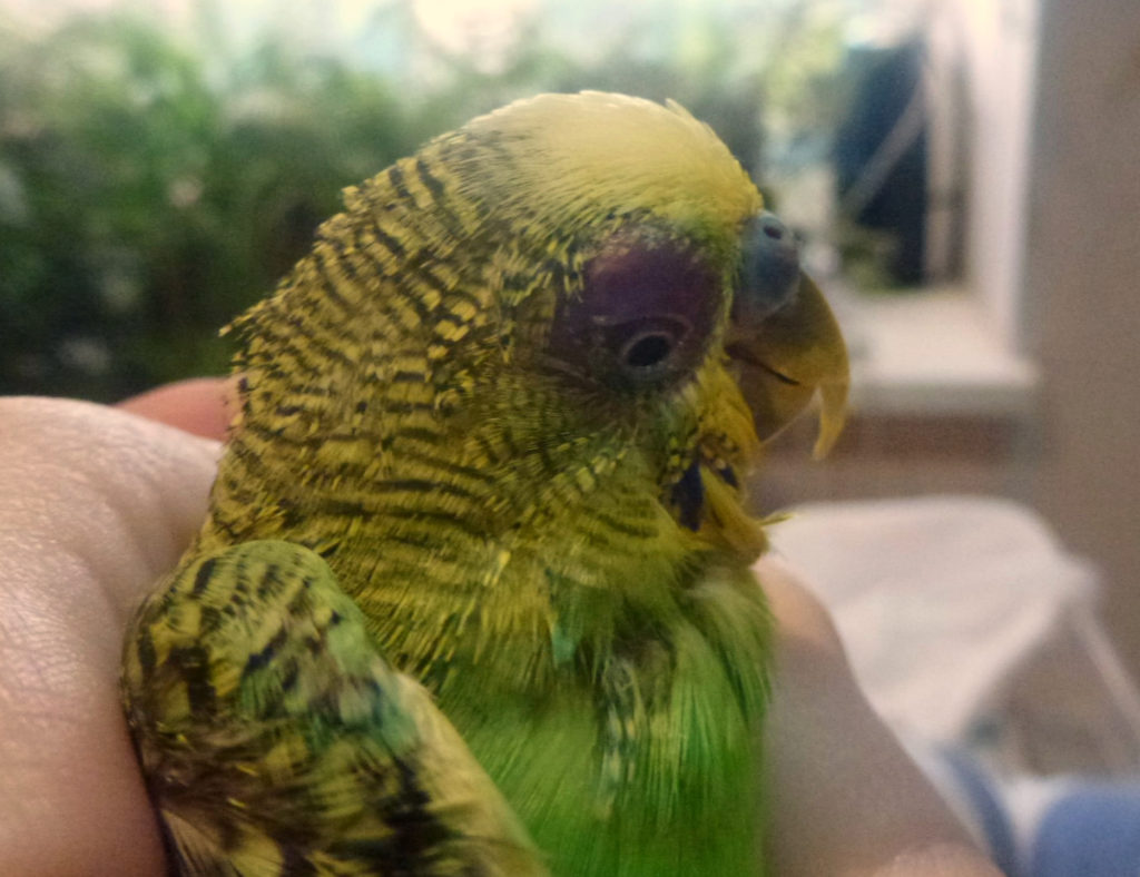 Болезни попугаев и их лечение