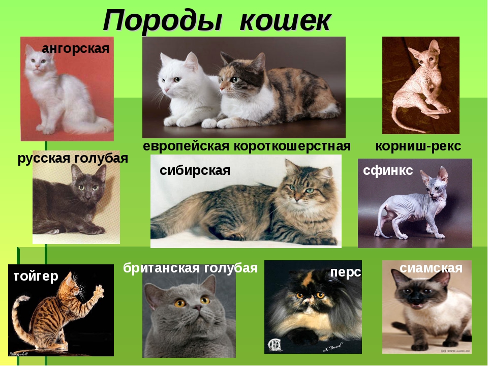 Породы кошек с фотографиями и названиями