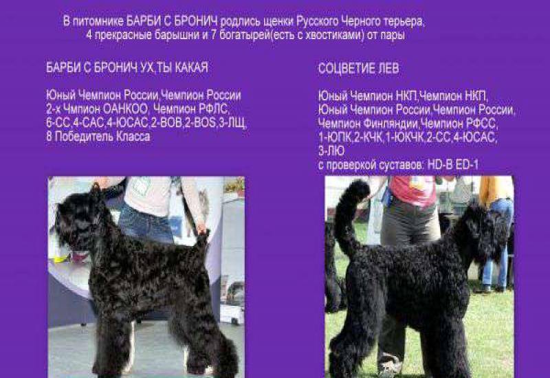 Черный русский терьер или собака сталина: описание,уход и содержание,фото,видео