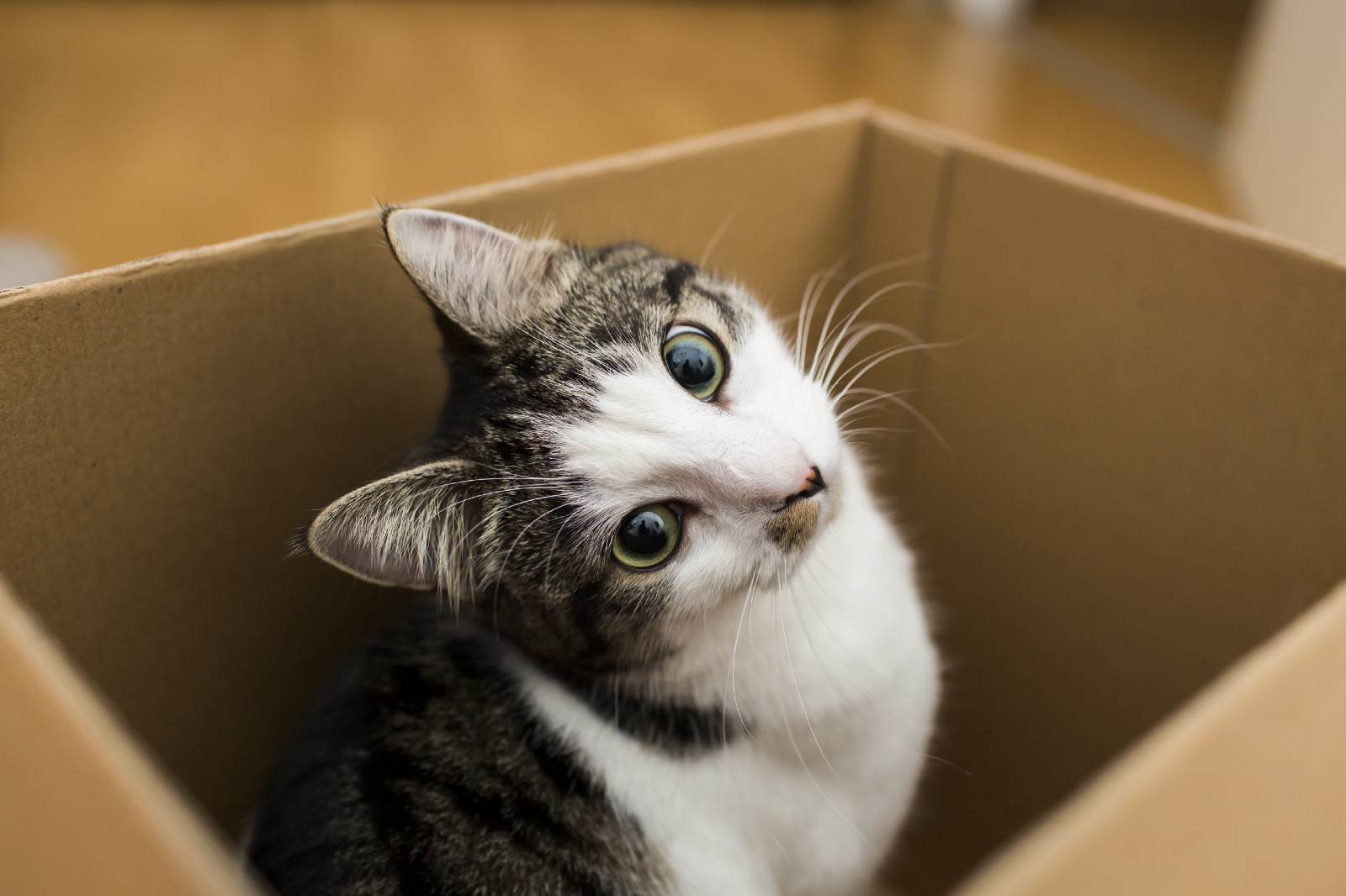 Почему коты любят коробки и пакеты? :: syl.ru