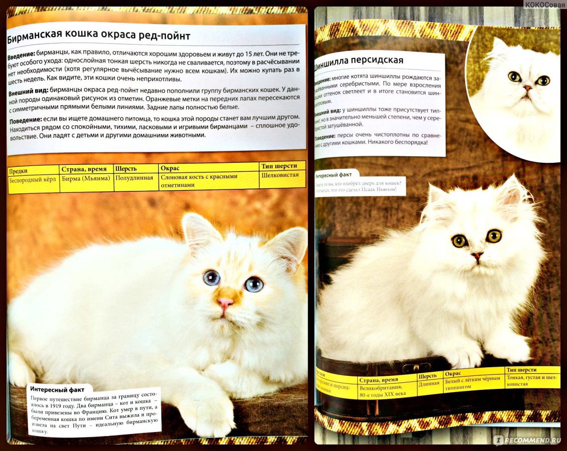 8 пород кошек с «неправильными» ушками | блог ветклиники "беланта"