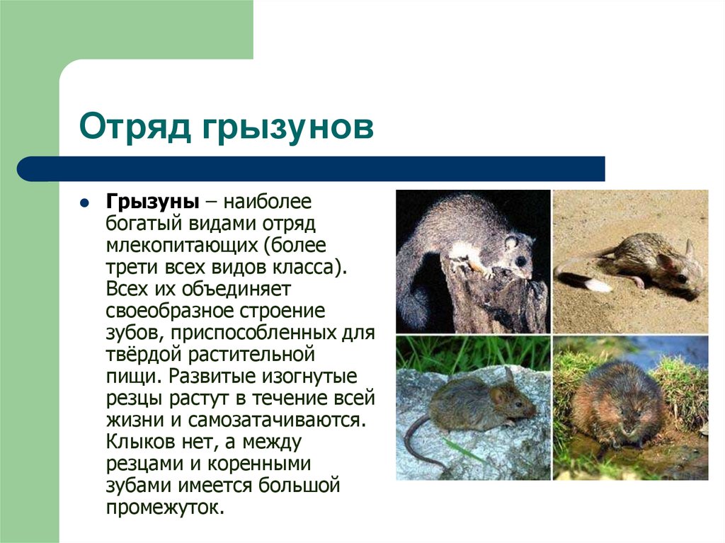 Отряд грызуны: классификация, описание, питание, поведение, размножение и значение