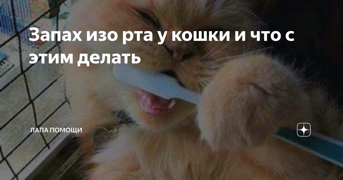 Почему у котов воняет рот. Запах изо рта у котенка причины. У кошки пахнет изо рта причины.
