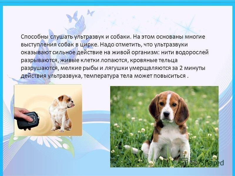 Как ультразвук действует на человека: мнения опытных экспертов