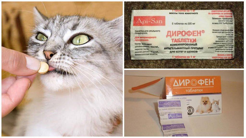 Дирофен для кошек: инструкция по применению