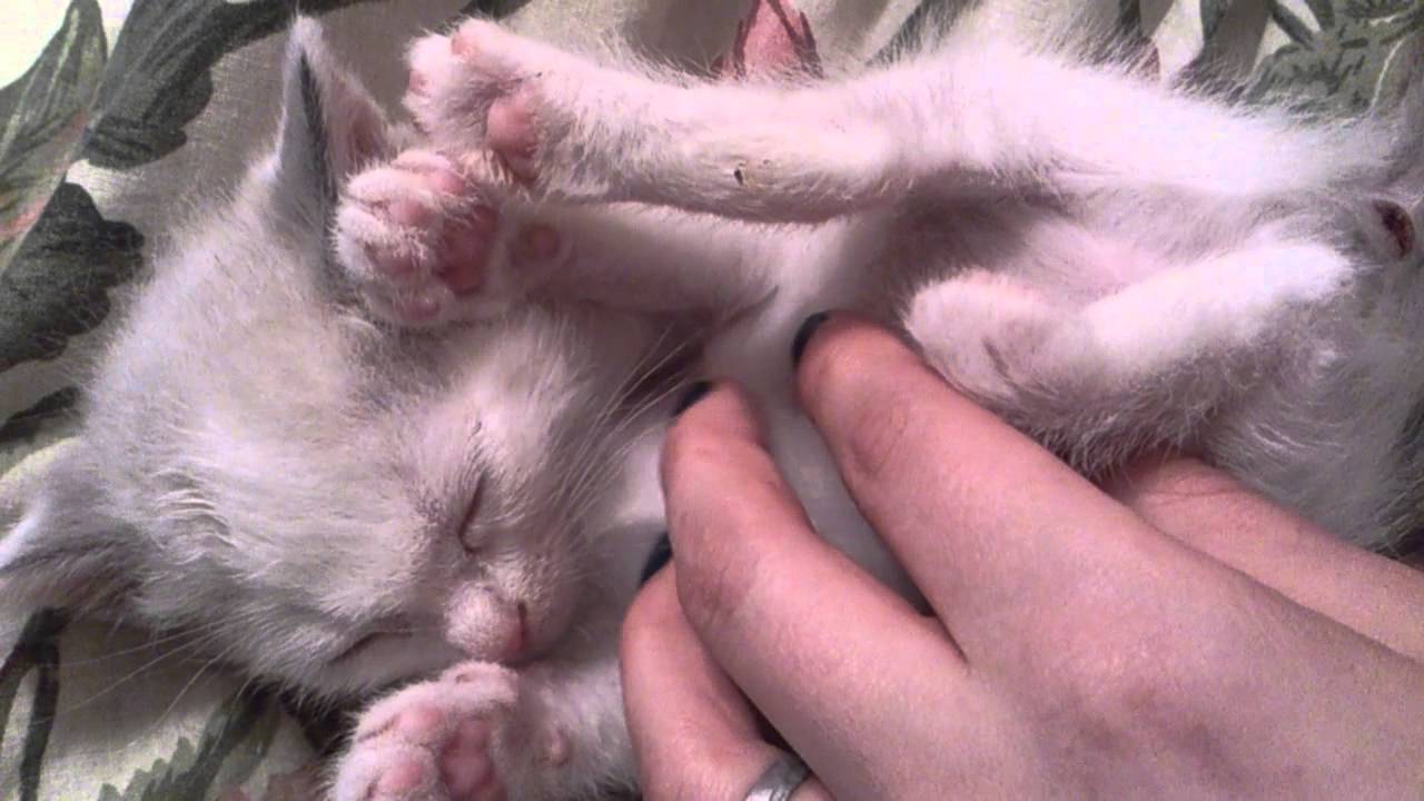 Безболезненное усыпление кошки - кот, пёс и я