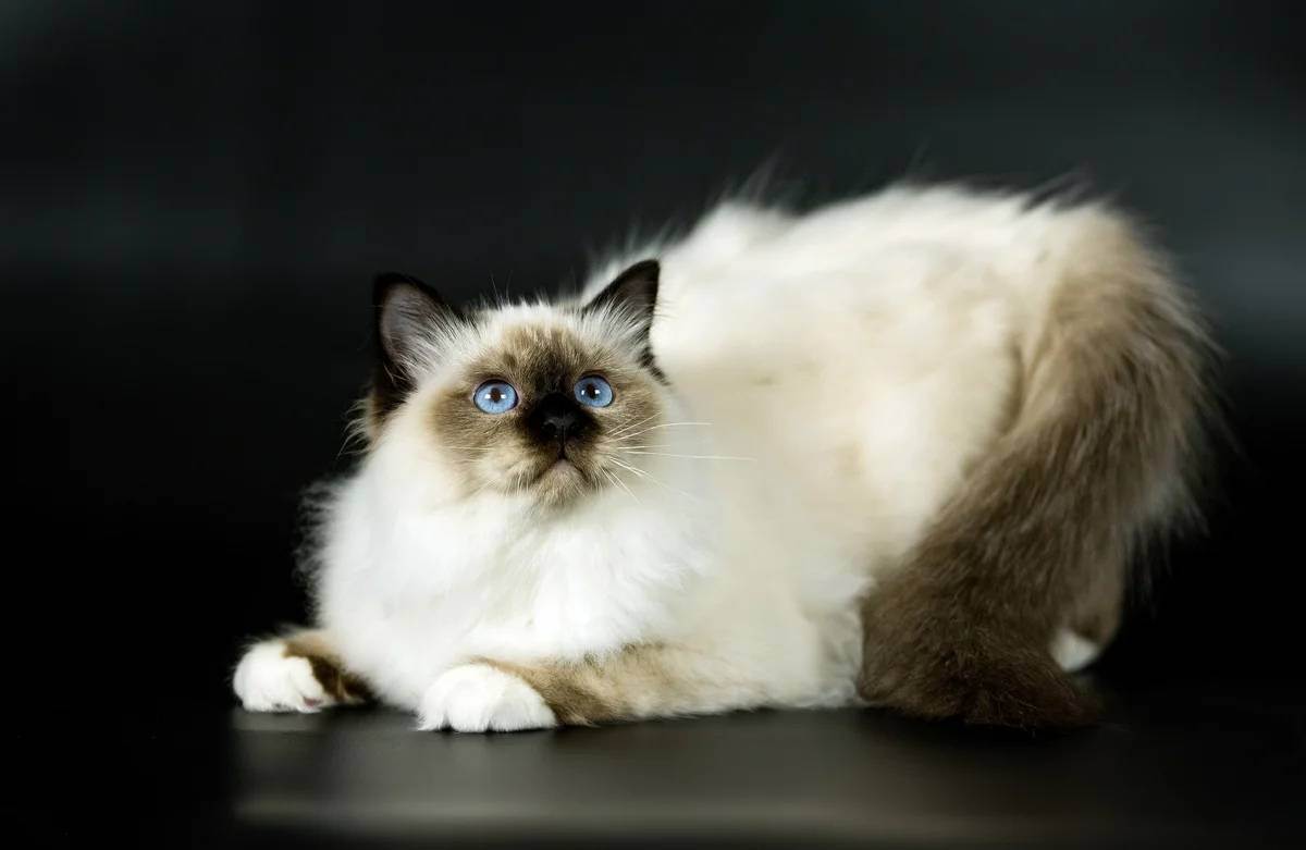 Бирманская кошка: описание породы