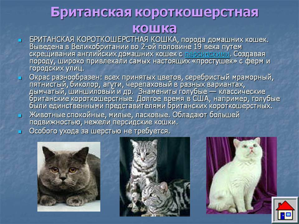 Фото и описание кельтской, или европейской короткошерстной, кошки согласно стандарту породы