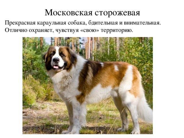 Московская сторожевая собака: характер, дрессировка, здоровье,