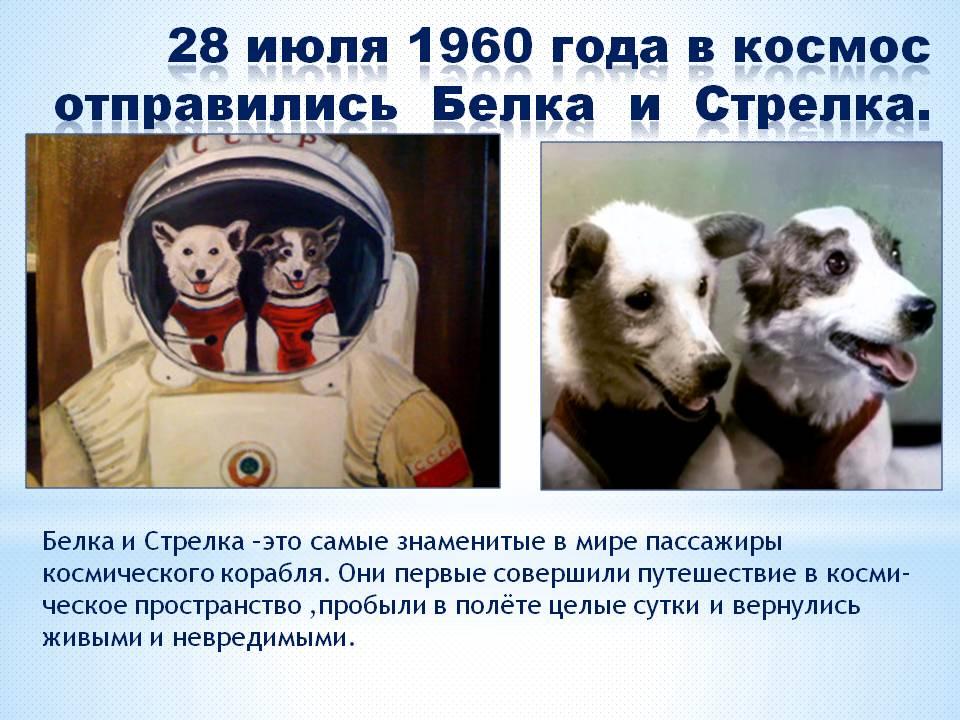 1 полетели белка и стрелка. Гагарин и белка и стрелка. Первый полет в космос собаки белка и стрелка. Космос Гагарин белка и стрелка. Первые космонавты белка и стрелка для детей.