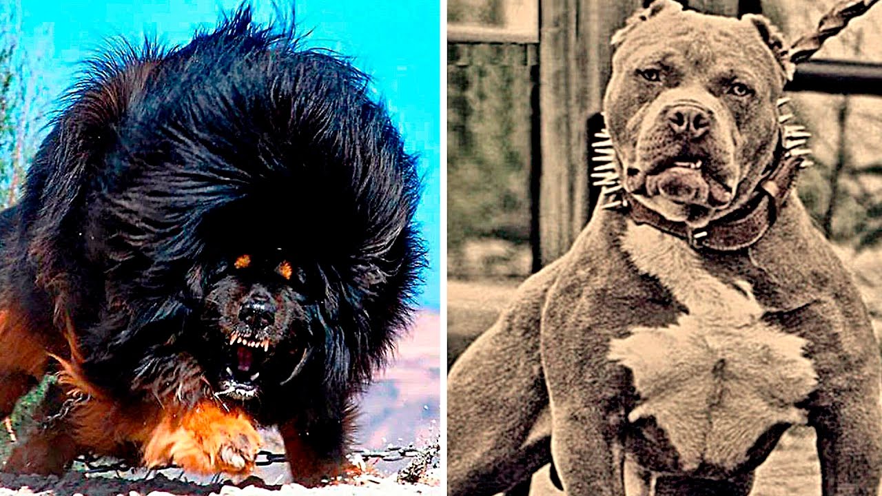 10 самых злых собак в мире