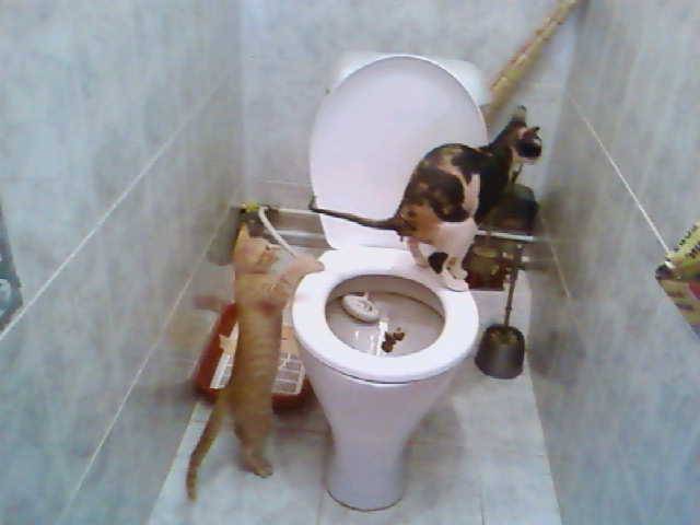 Когда котята начинают какать, как часто должен ходить в туалет по-большому и маленькому