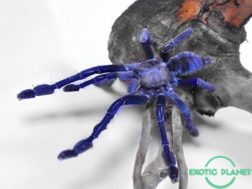 Tapinauchenius plumipes, formerly tapinauchenius violaceus (purple tre
 – buddha bugs
