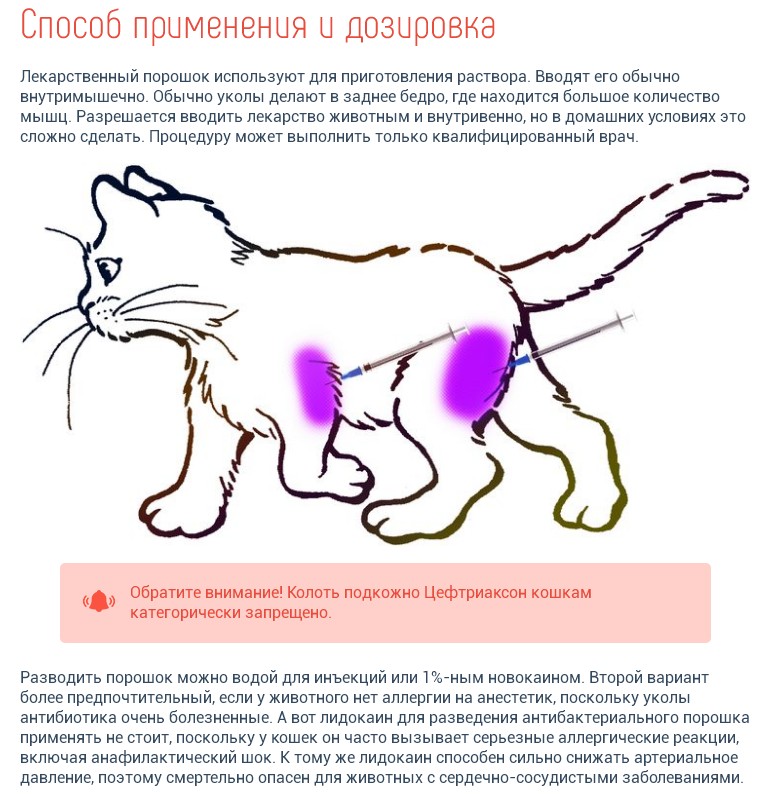 Анестезия для кошек: общая или местная, правила подготовки | звери дома