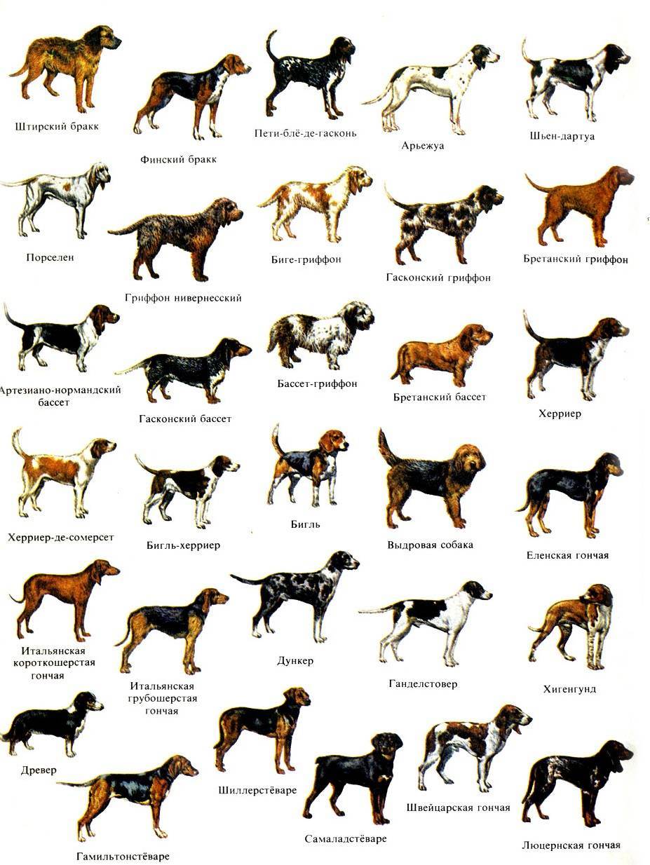 Самые редкие породы собак в мире - zefirka