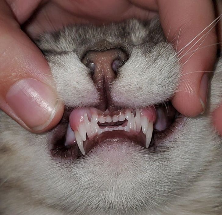 Когда у кошек меняются молочные зубы на постоянные