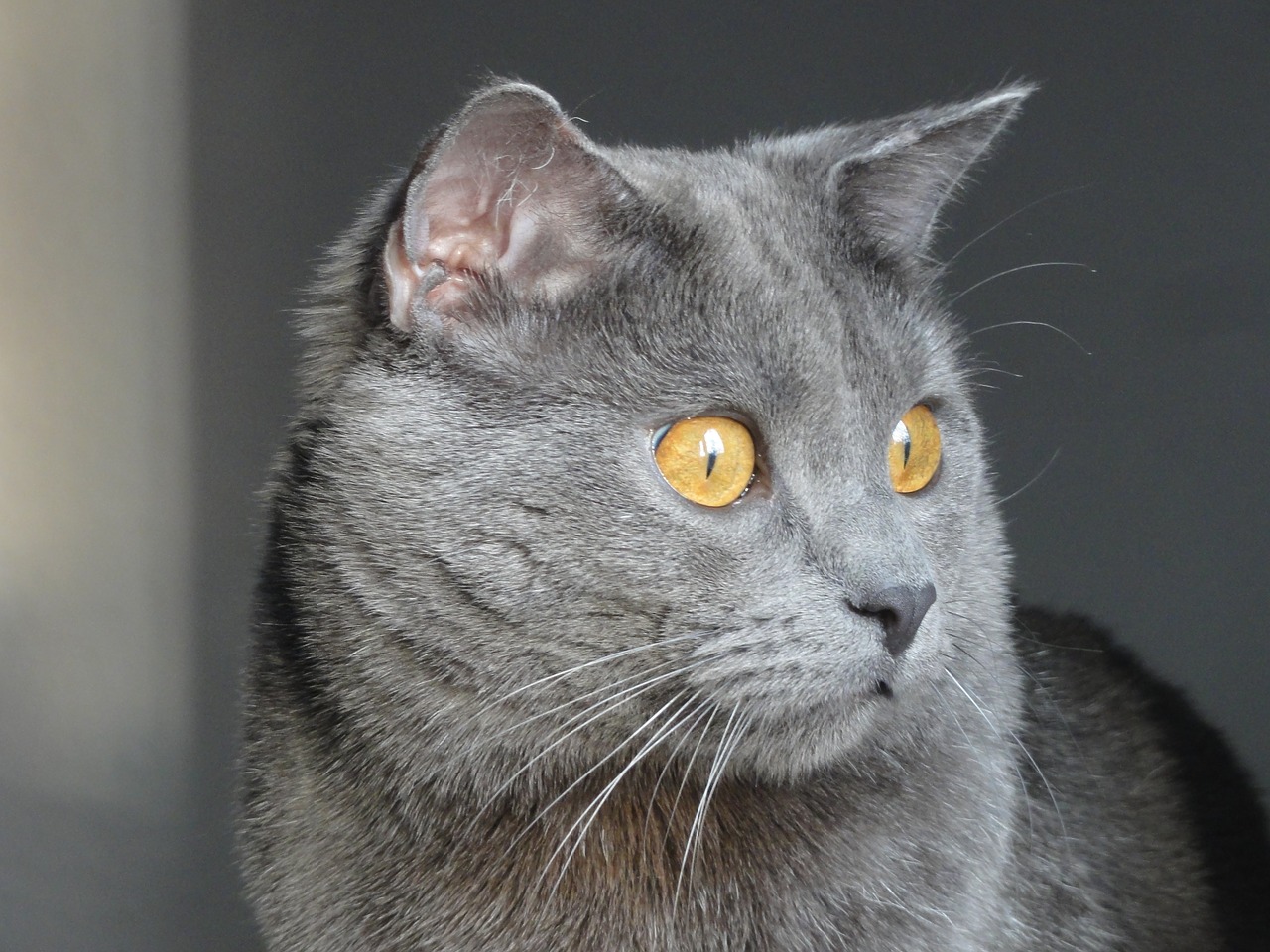 Шартрез кошка фото описание породы