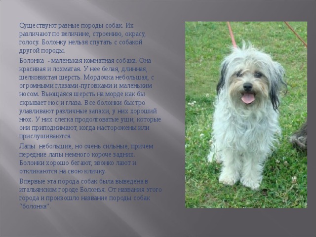 ᐉ собаки-компаньоны: 25 лучших пород для квартиры, семьи и ребенка - kcc-zoo.ru