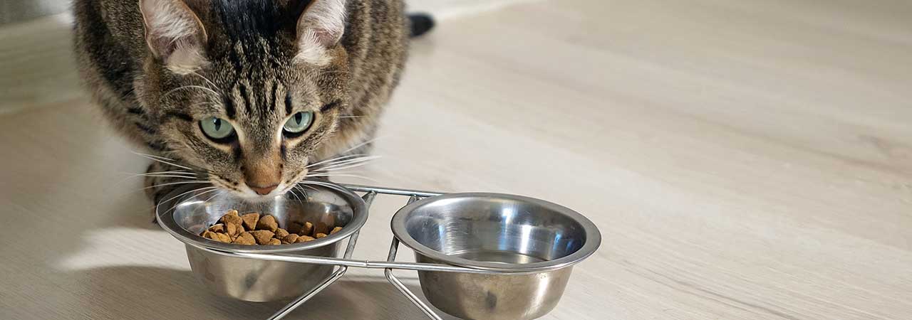 Почему кошки закапывают еду: причины, что делать
