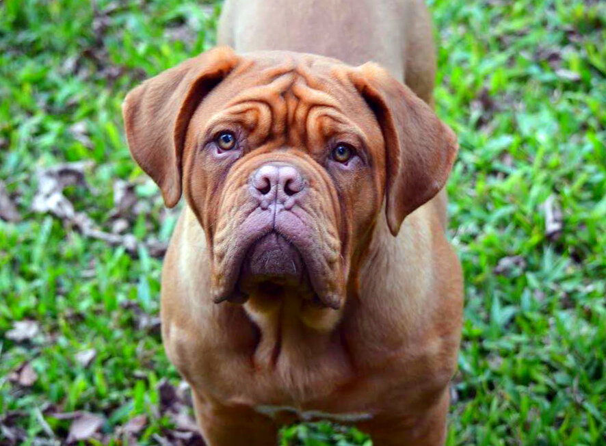 Бордоский дог: все о собаке, фото, описание породы, характер, цена