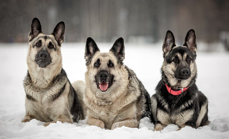 7 пород собак, которые легко переносят и зимние морозы, и летнюю жару
