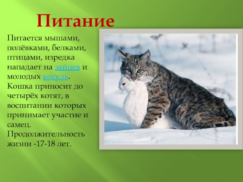 Амурский лесной кот: описание и фото, возможность содержания в домашних условиях