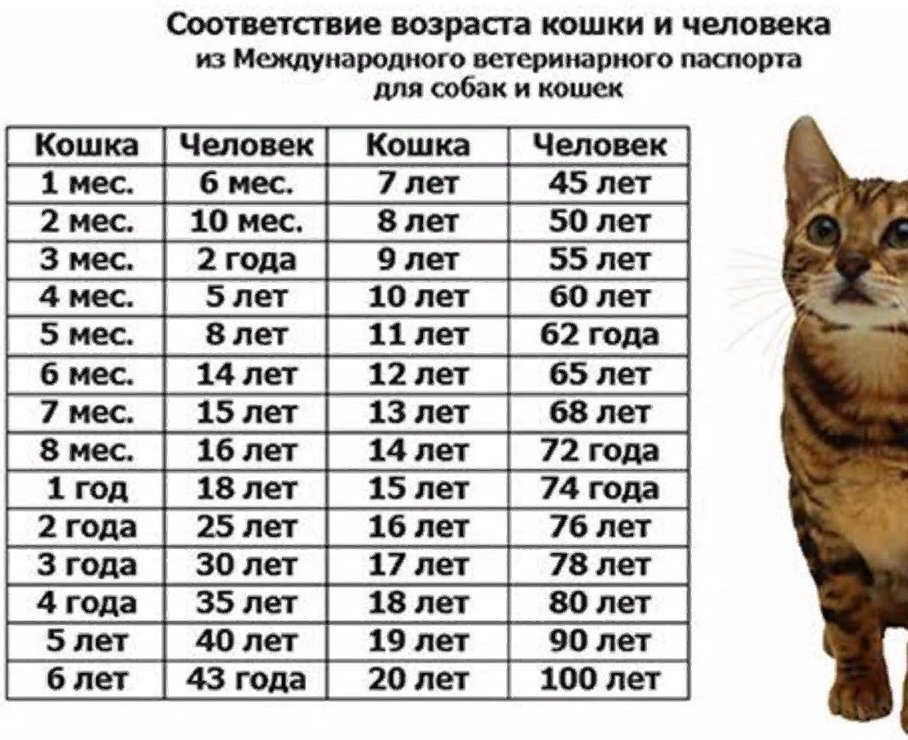 Возраст кошки по человеческим меркам - zoosecrets