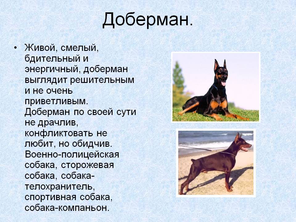 Доберман пинчер — описание породы, содержание собаки, воспитание