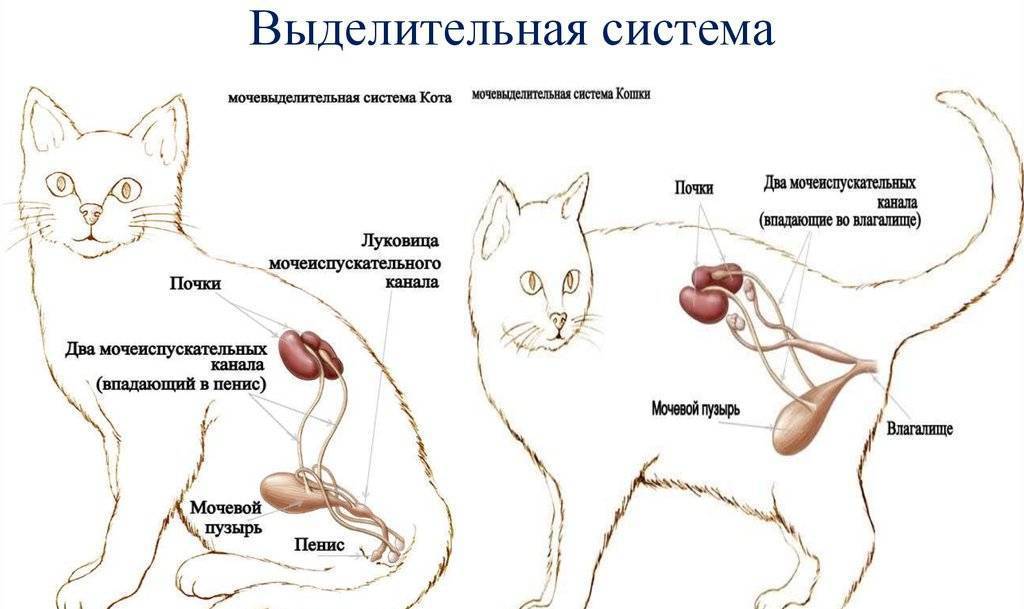 Асцит у кошек