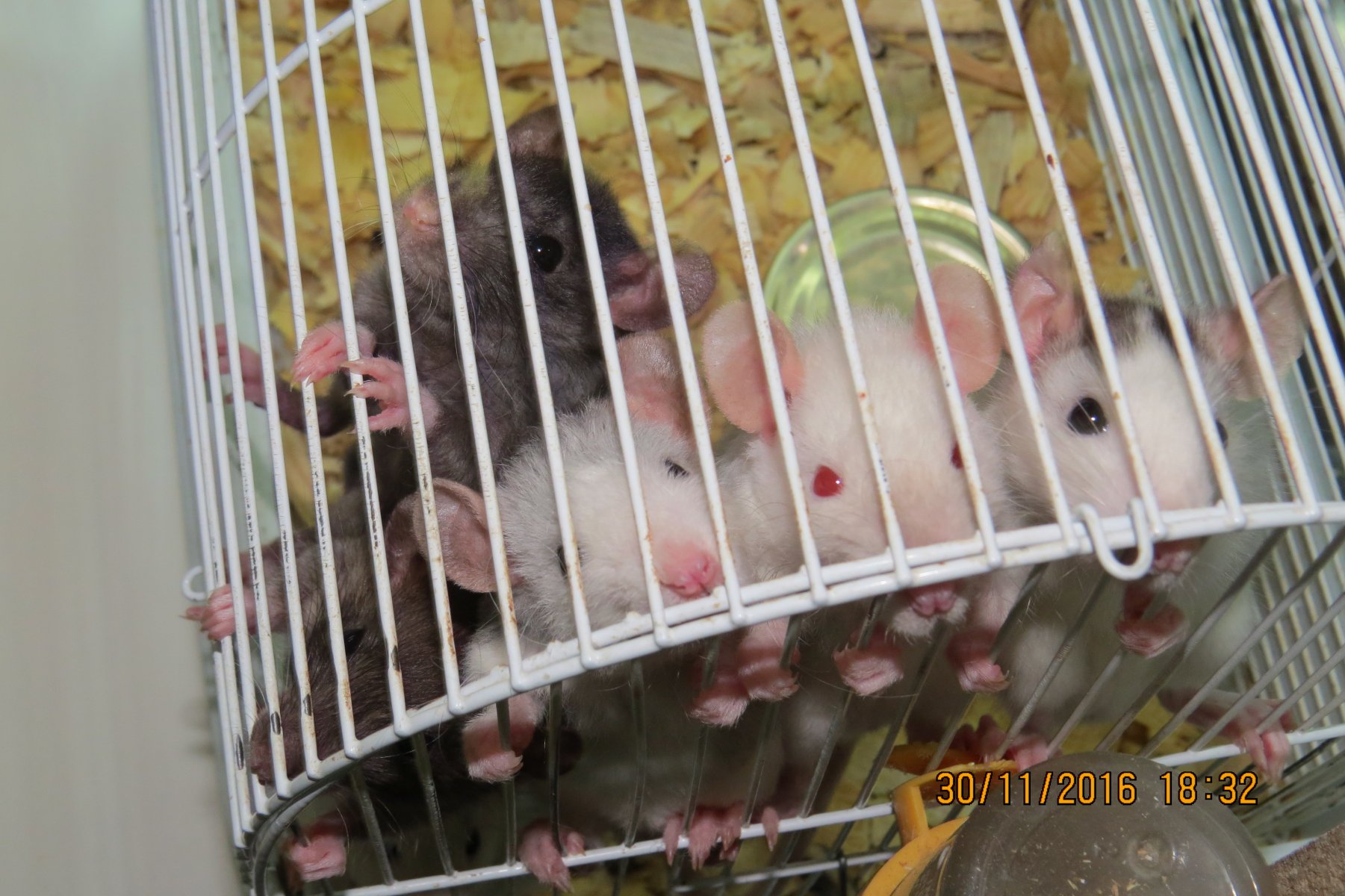 Сколько стоят крысы альбинос