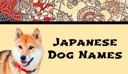 335+ японских имен для собак