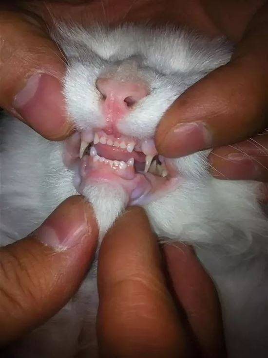 У котенка режутся зубы: что надо делать и что не надо?