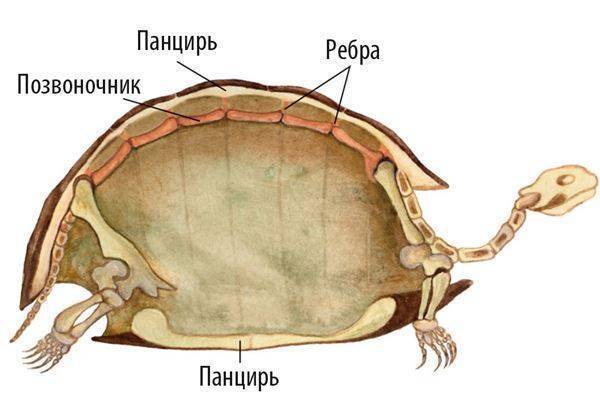 Скелет черепахи: строение. строение черепахи сухопутной, красноухой в разрезе - полезная информация для всех - советы и рекомендации от belmathematics.by