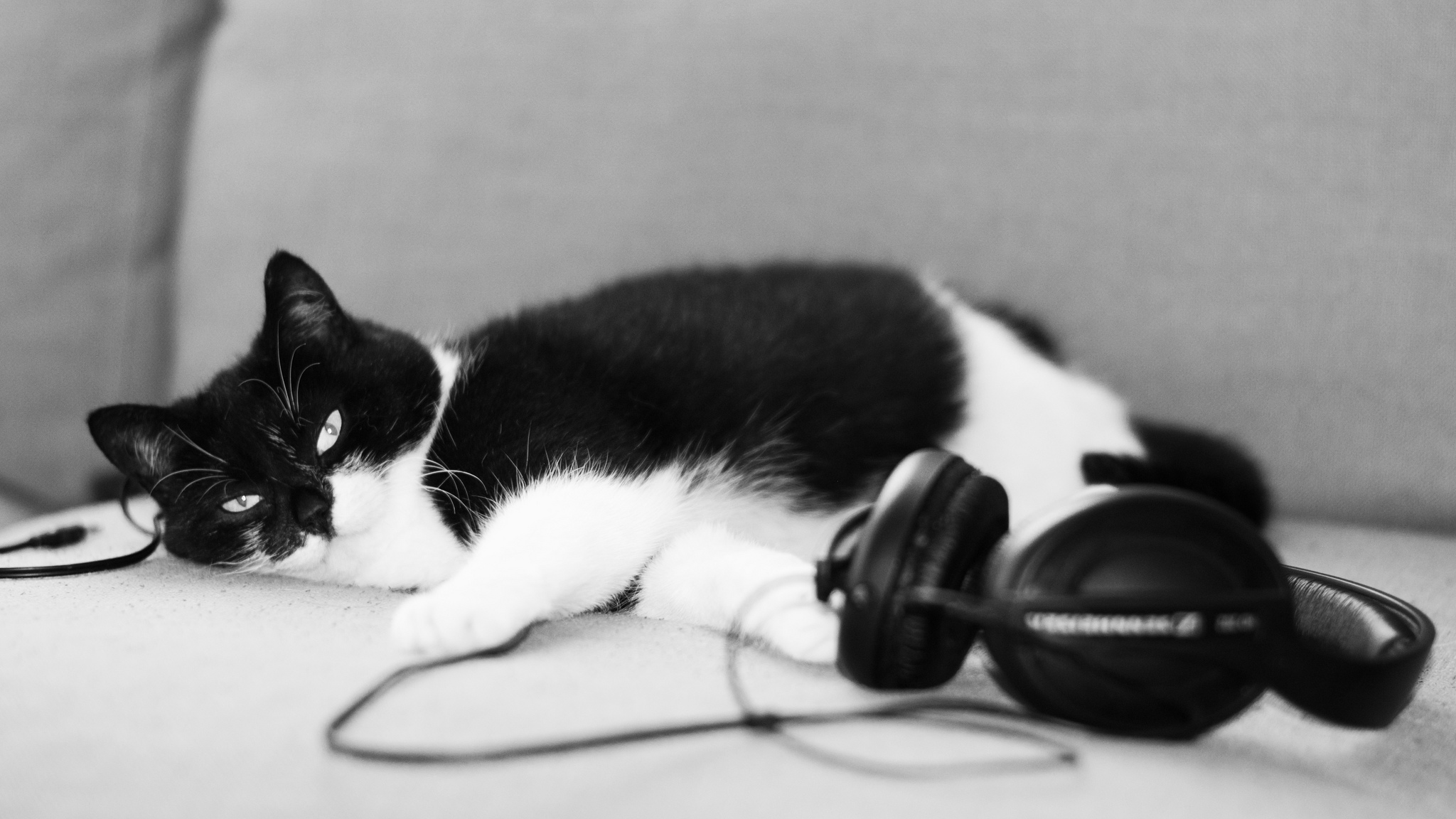 Любят ли кошки музыку? какую музыку любят кошки? | котоведение | дзен