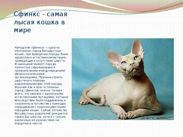 Голая кошка сфинкс: особенности канадской, донской и петербургской породы, характер лысого кота, чем кормить питомца, уход и фото котят