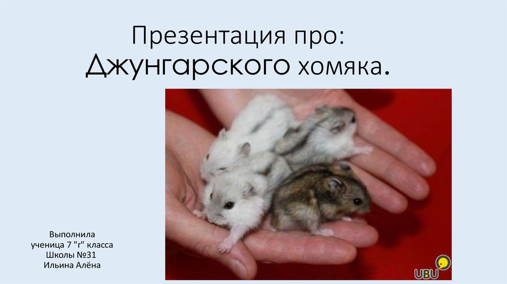 Какого домашнего хомячка выбрать и как его приручить?