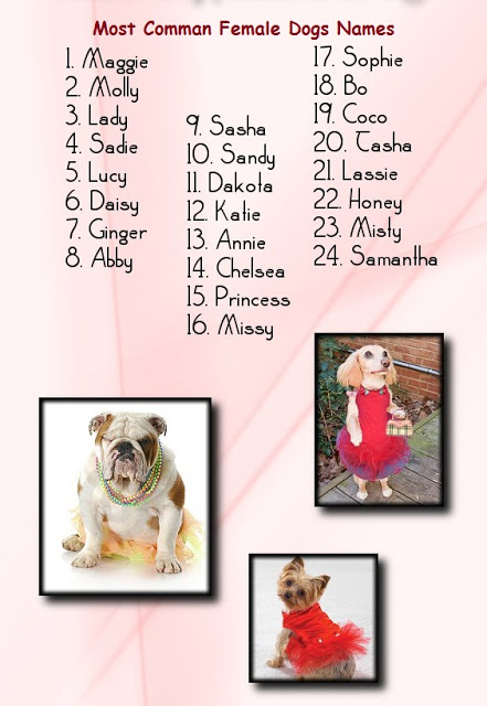 10 самых красивых имен для собак-девочек разных пород