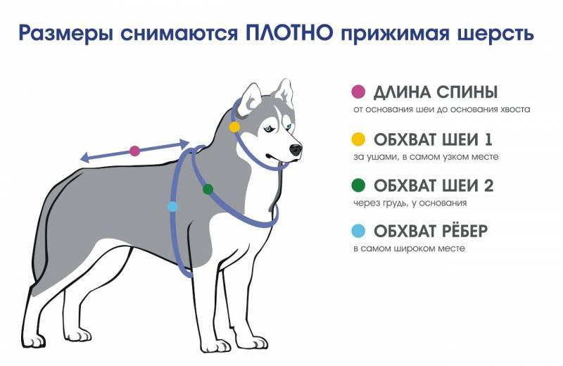Как выбрать идеальную собаку | сайт о маленьких собачках и не только