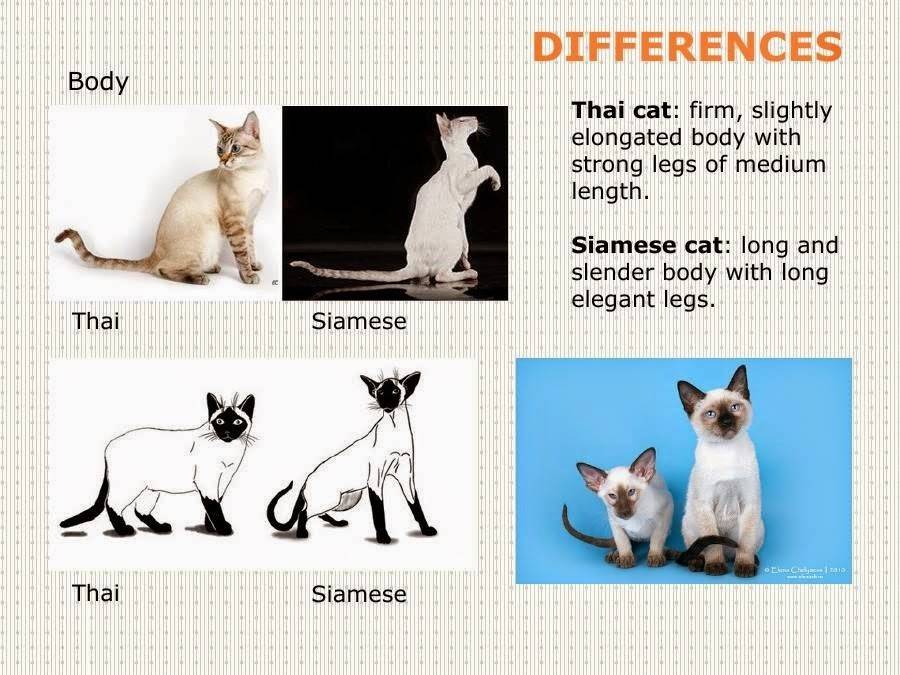 Сноу-шу кошка: описание породы, фото, характер
