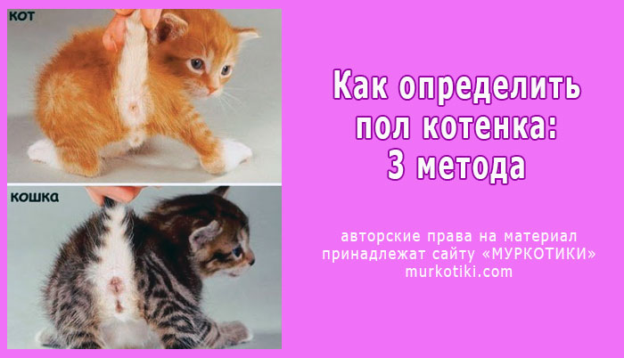 Как отличить кота от кошки в маленьком возрасте картинки